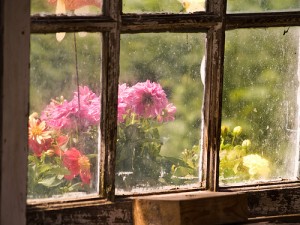 Flowers Through the Shed Window