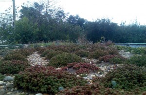 green-roof