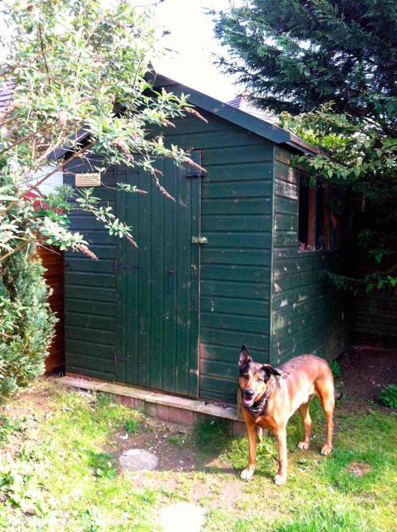 My Sheddie: Lynne Garner The Hedgehog Shed